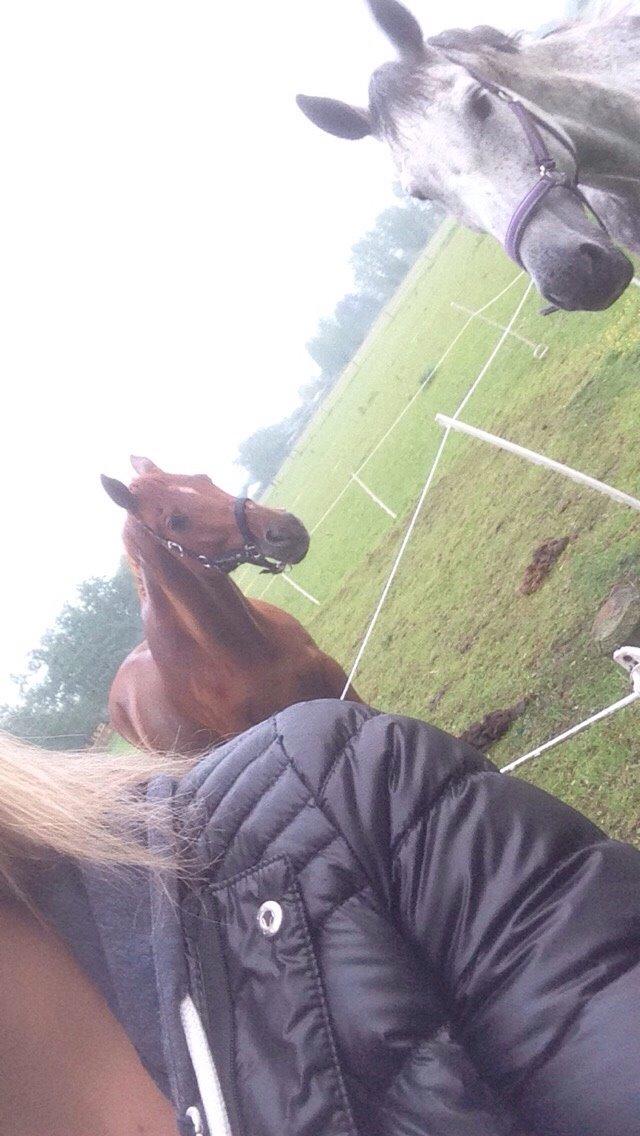 Holstener Zi-Zi billede 27