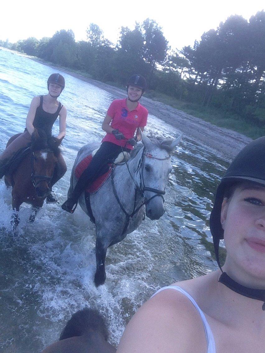 Holstener Zi-Zi billede 30