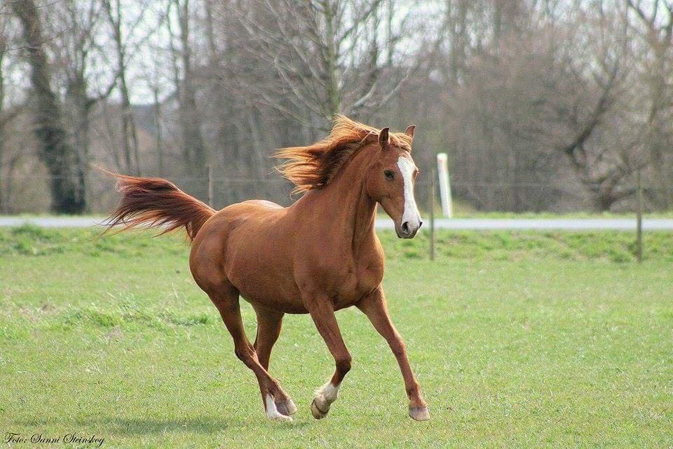 Anden særlig race Frida billede 12