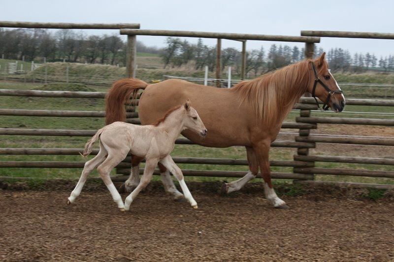 Mustang BestBreed Mustang Avalanche billede 11