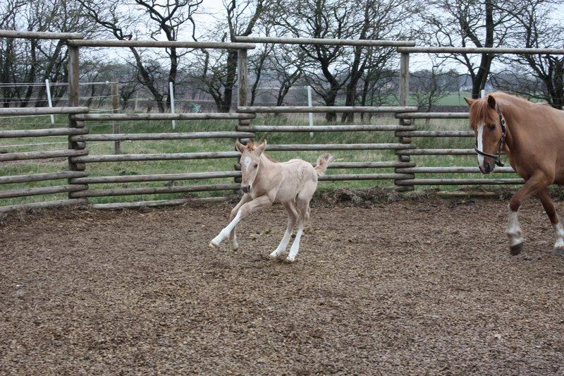 Mustang BestBreed Mustang Avalanche billede 12