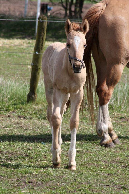 Mustang BestBreed Mustang Avalanche billede 14