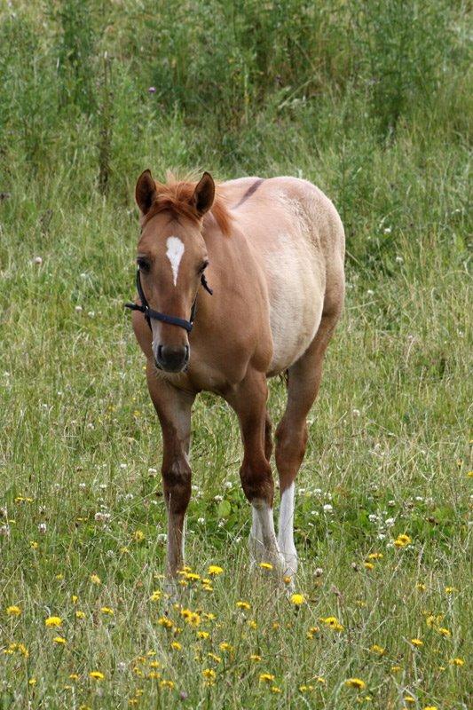 Mustang BestBreed Mustang Avalanche billede 19