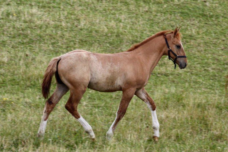 Mustang BestBreed Mustang Avalanche billede 1