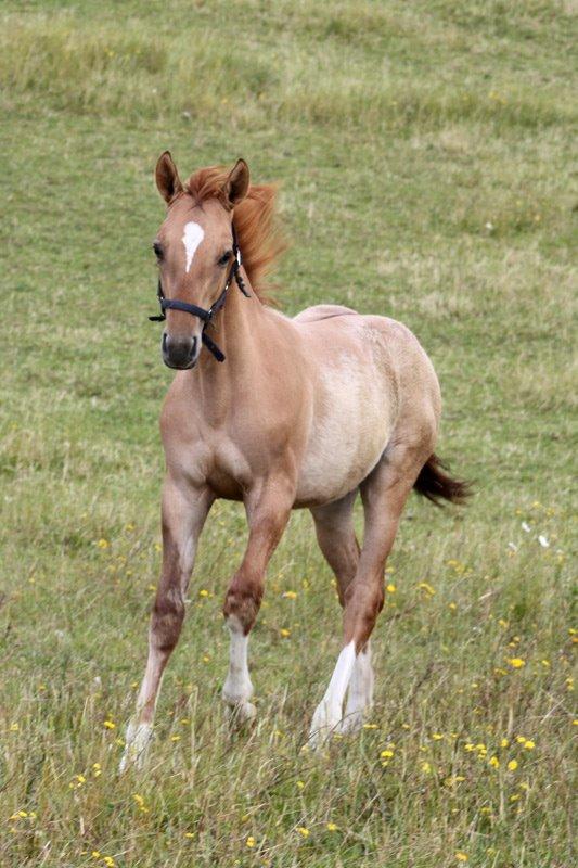 Mustang BestBreed Mustang Avalanche billede 2