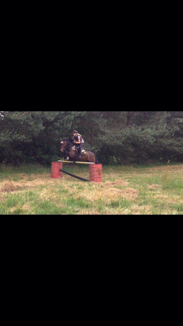 New Forest Hollballes campari billede 2