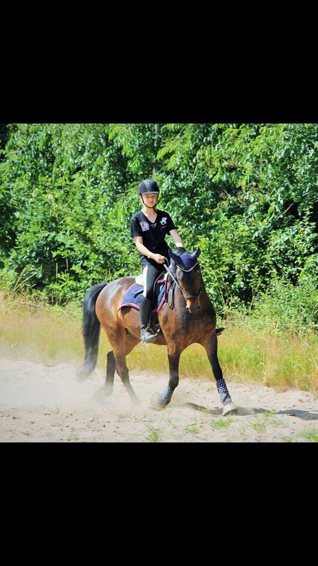 New Forest Hollballes campari billede 1