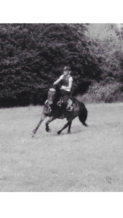 New Forest Hollballes campari billede 3