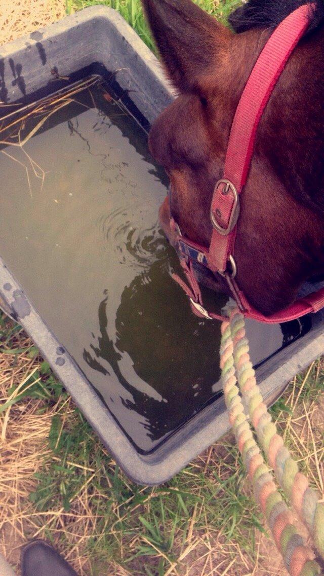 New Forest Hollballes campari billede 4