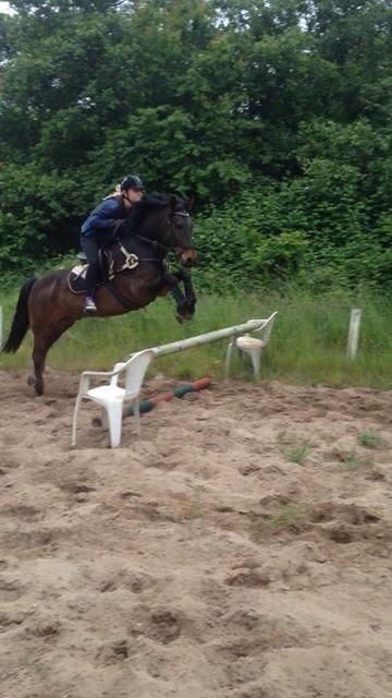 New Forest Hollballes campari billede 6