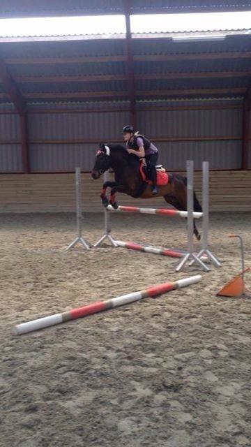 New Forest Hollballes campari billede 7