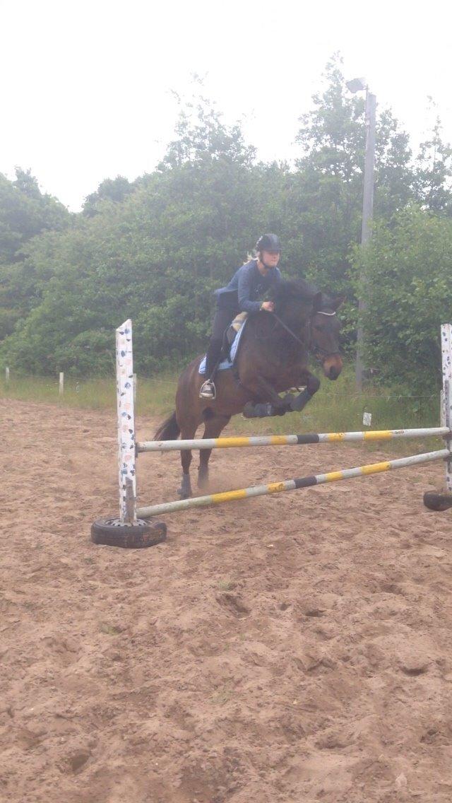 New Forest Hollballes campari billede 8