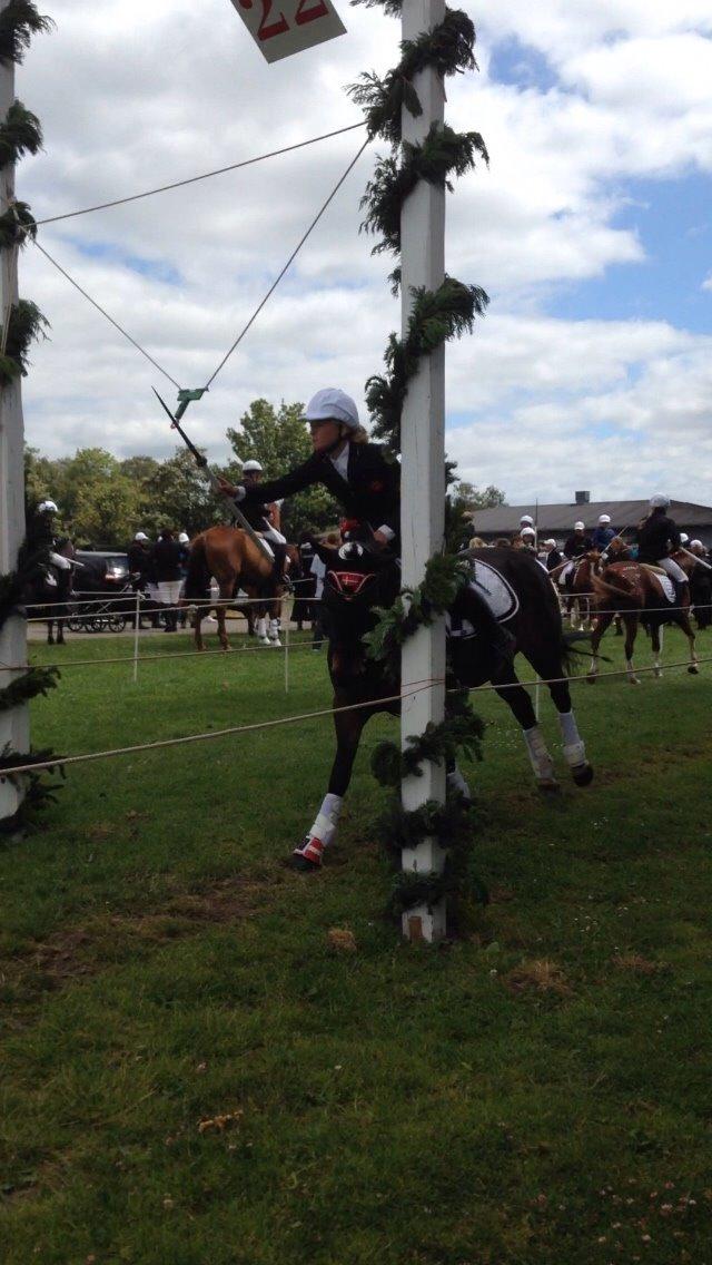 New Forest Hollballes campari billede 9