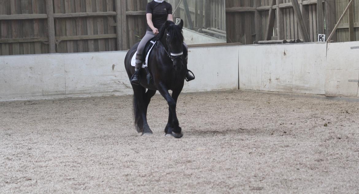 Frieser Maaike Van Nieuw Vels - Træning til første stævne :D billede 3