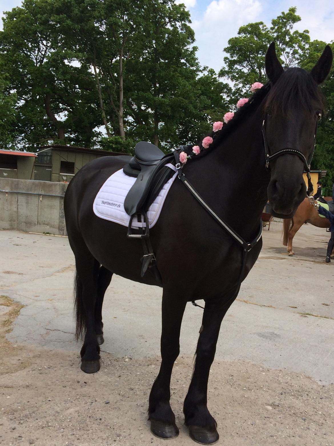 Frieser Maaike Van Nieuw Vels - På vej til en brud som vi skulle ride til alteret :-) billede 6