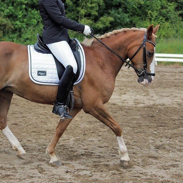 DSP Zita A. M - Stævne i STR, LA1 72 % ;)) billede 15