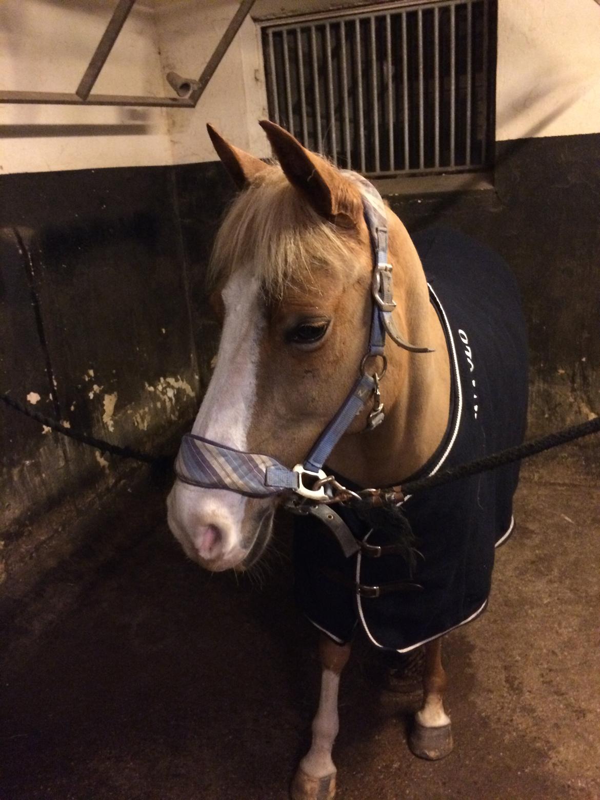 DSP Zita A. M - Hos AT Dressage. :))) billede 18