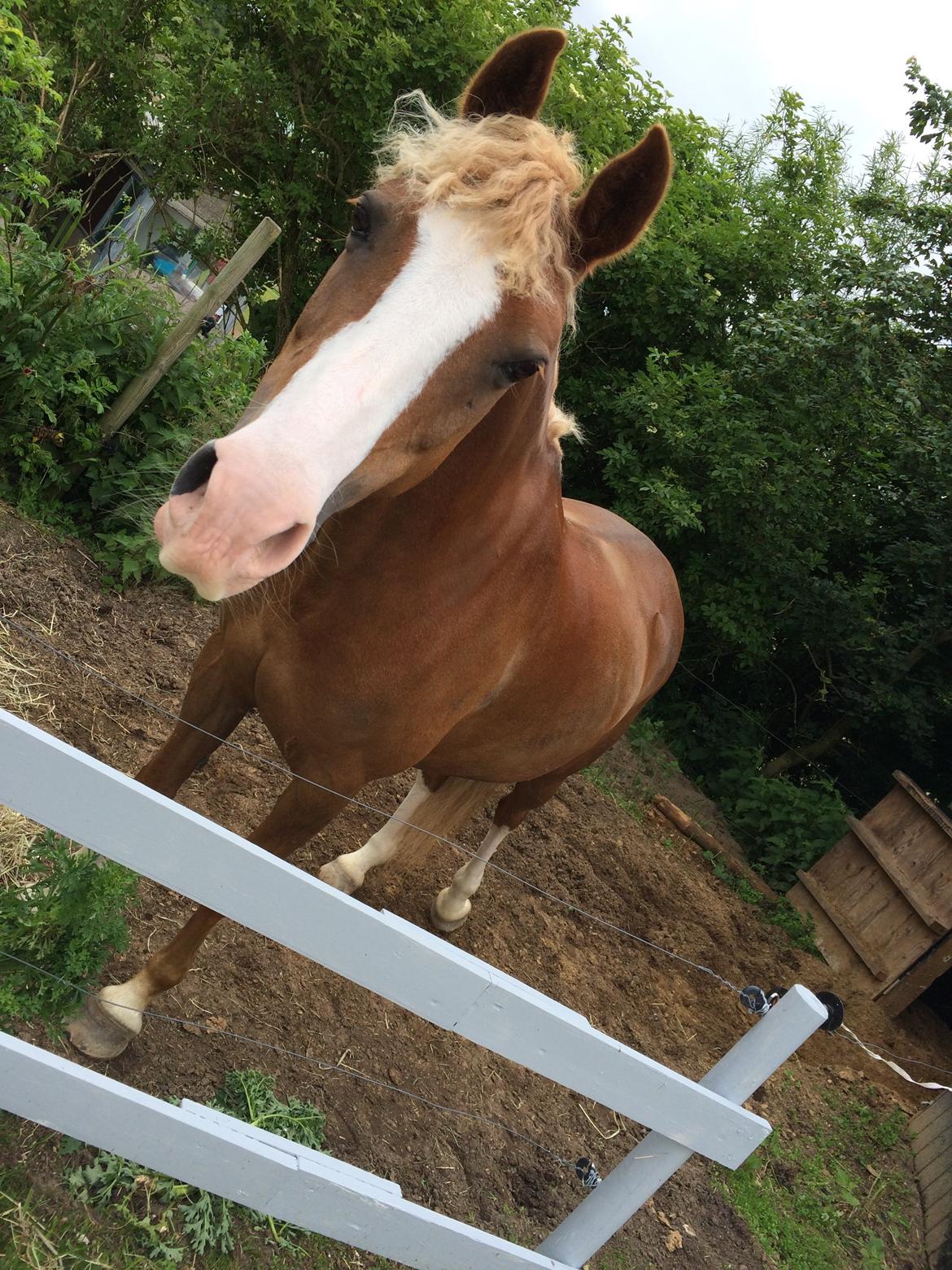 DSP Zita A. M - Min helt egen krøltop. ;)) <3 billede 19