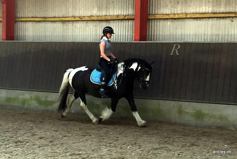 Irish Cob Mr. Pepper  - juli 2015 tilridning billede 1
