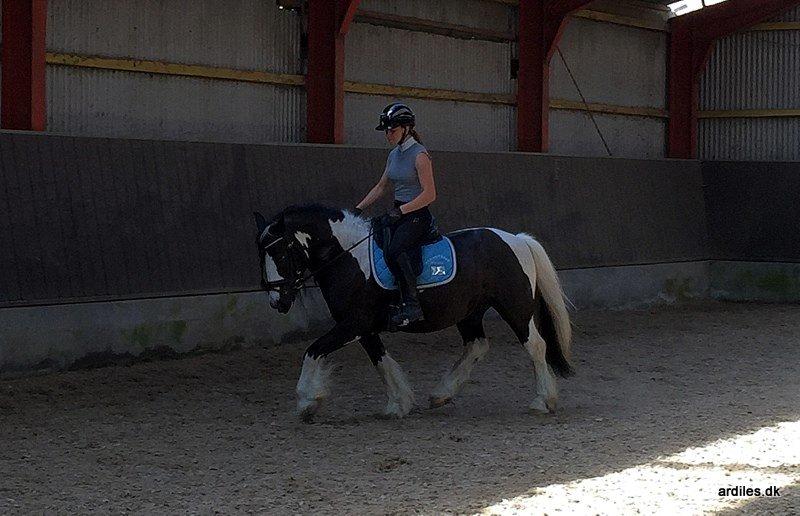 Irish Cob Mr. Pepper  - juli 2015 tilridning billede 3