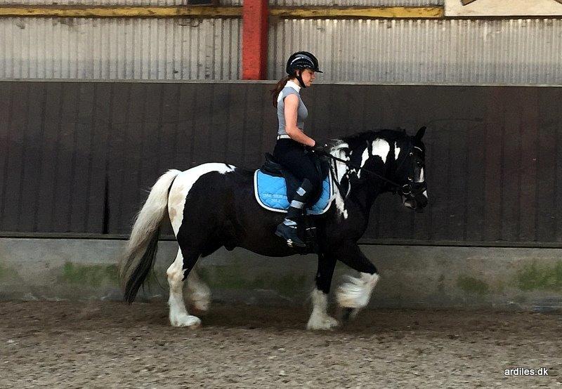 Irish Cob Mr. Pepper  - juli 2015 tilridning billede 2