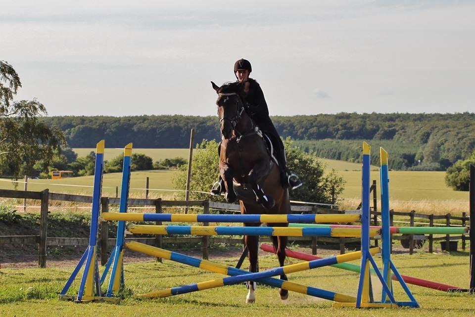 Trakehner Hamila billede 18