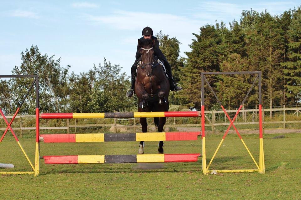 Trakehner Hamila billede 19