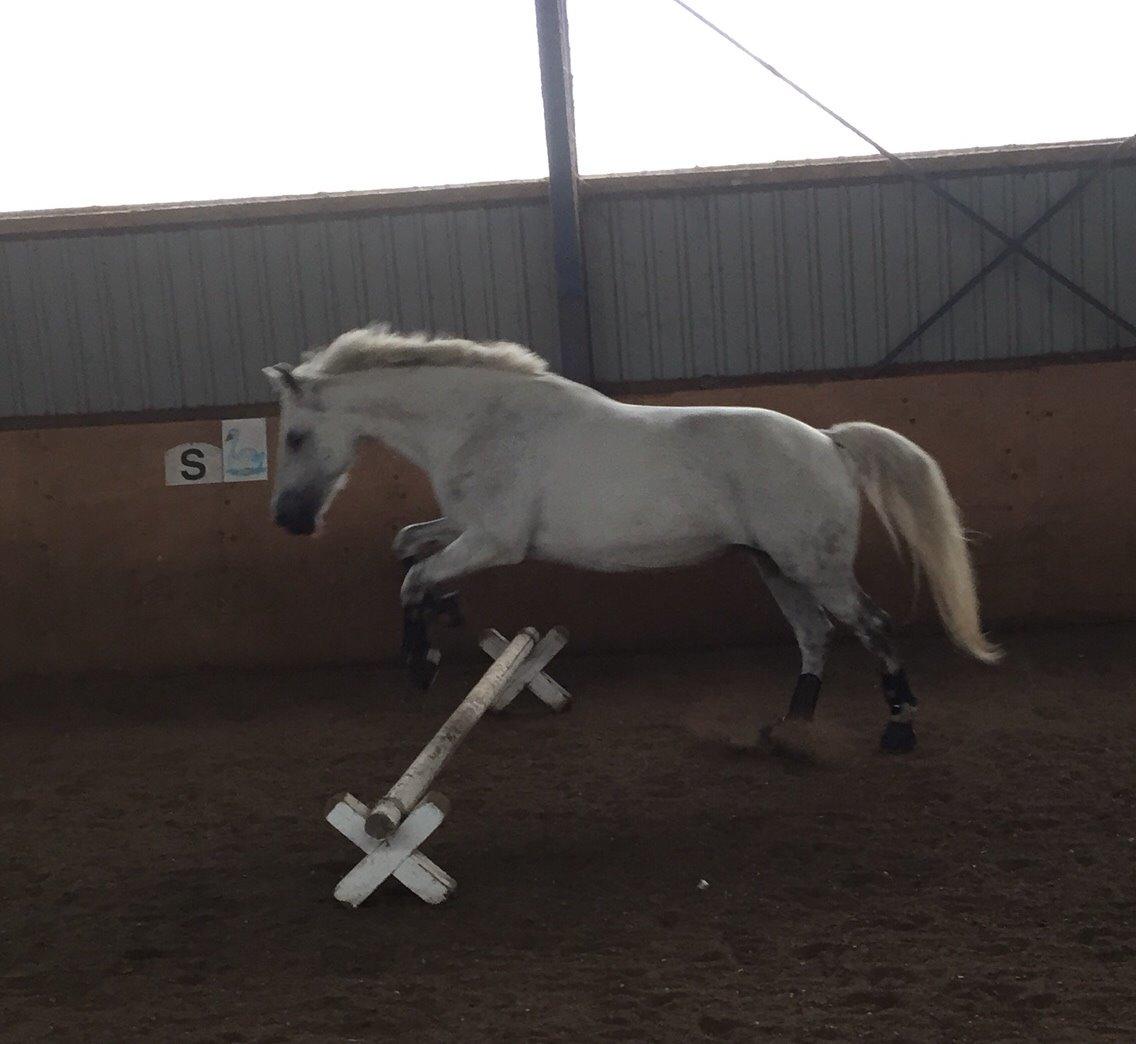 Anden særlig race Tulle billede 10