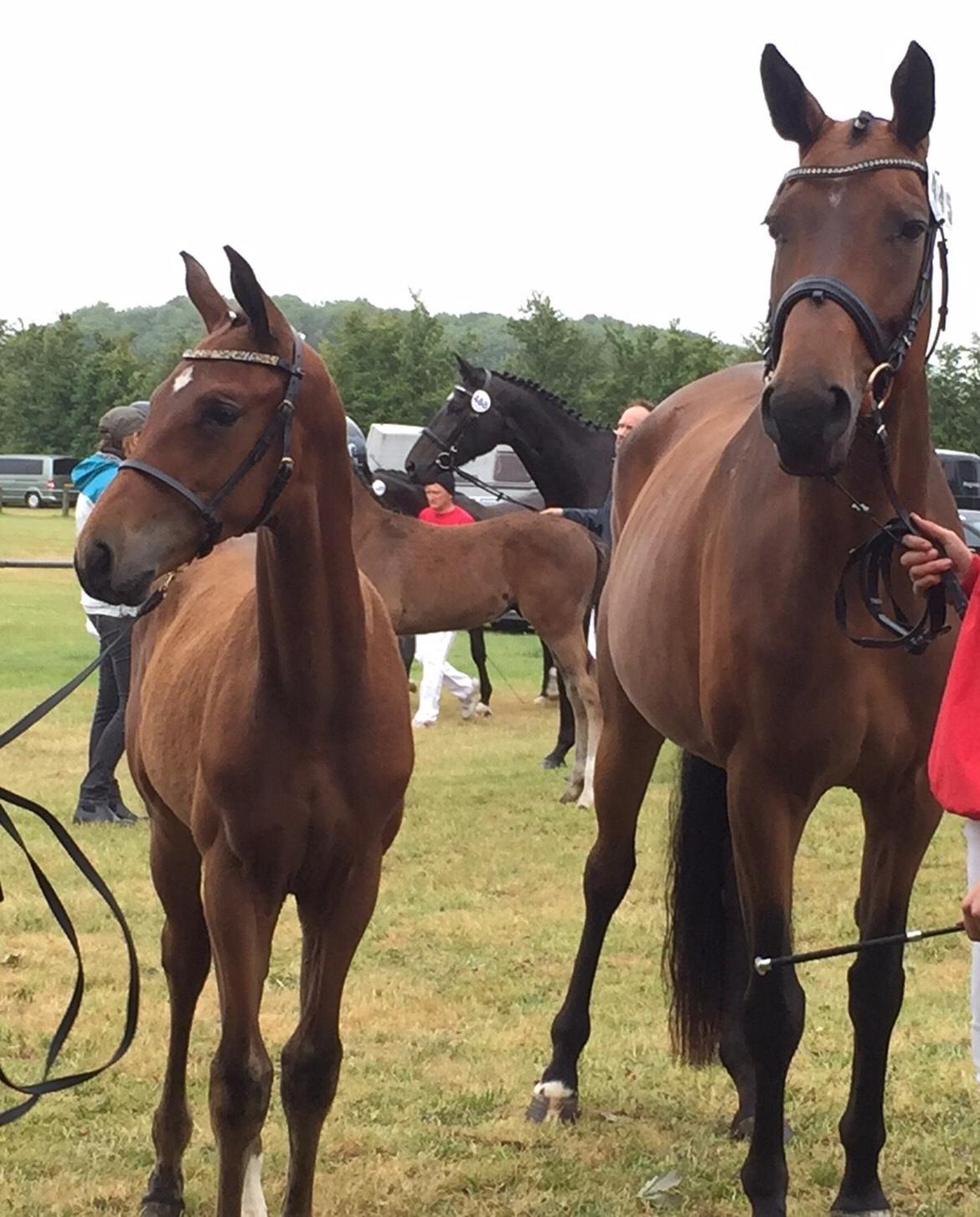 Dansk Varmblod Tjørnelunds Little Dream Time RDS billede 8