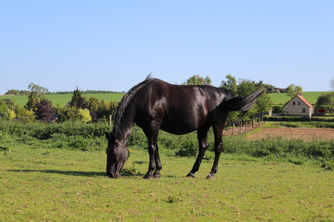 Oldenborg Clausagergårds Cirkeline  billede 19