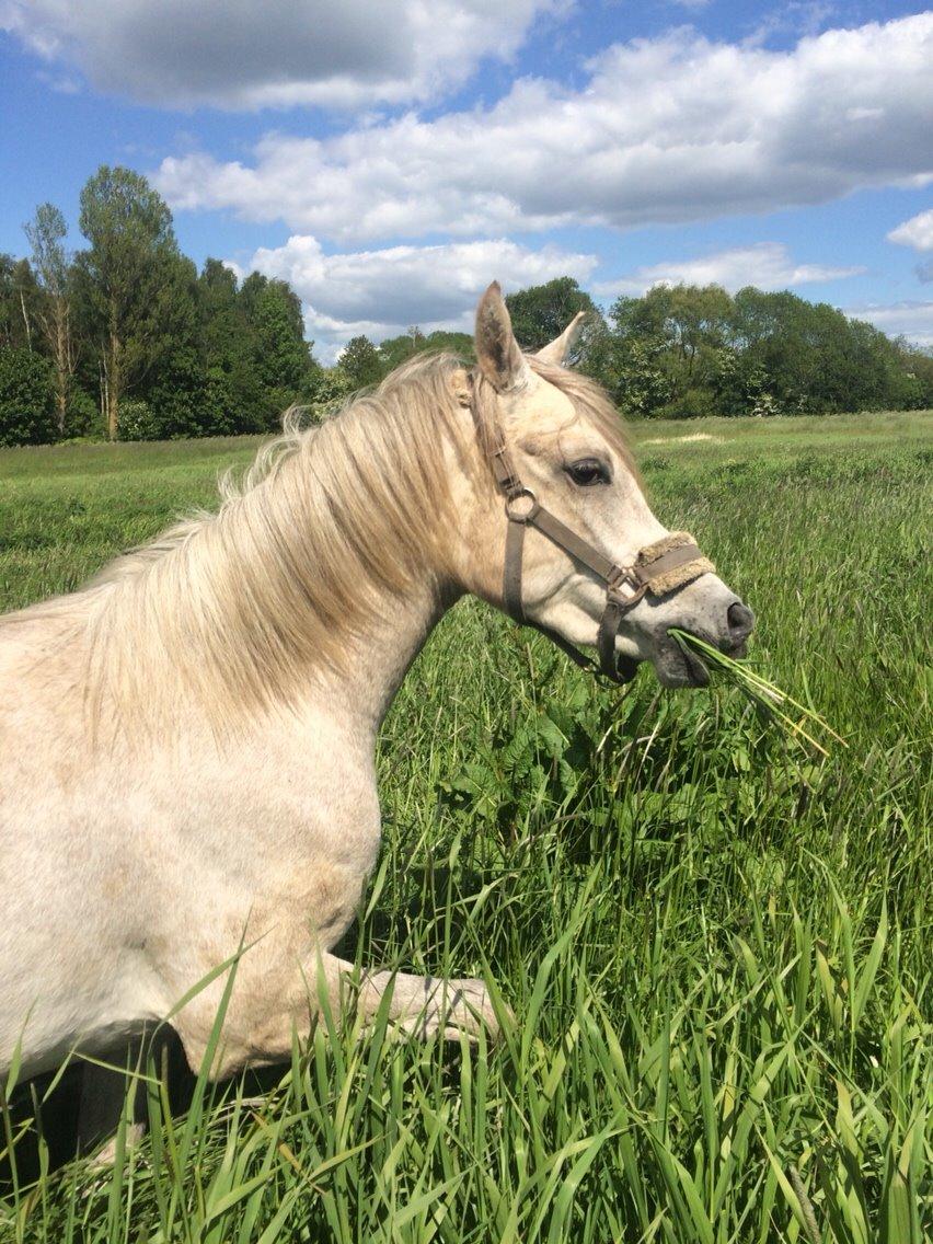 Arabisk fuldblod (OX) JBA JOANA OX -tidligere hest - JULI 2015 billede 7