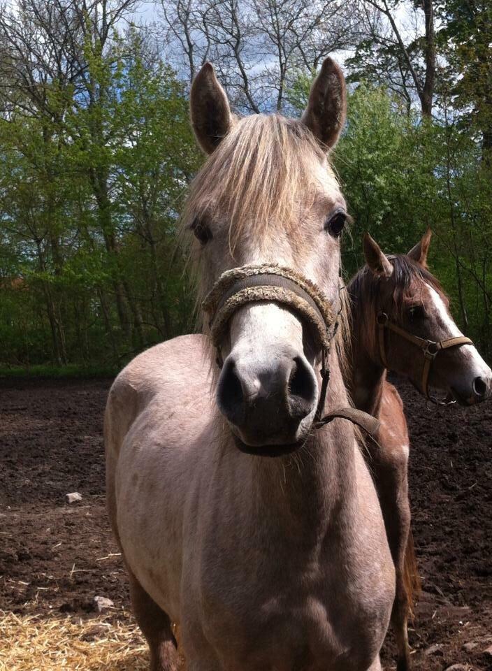 Arabisk fuldblod (OX) JBA JOANA OX -tidligere hest - på fold kort tid efter ankommen til sit nye hjem hos os :) MAJ 2015 billede 3
