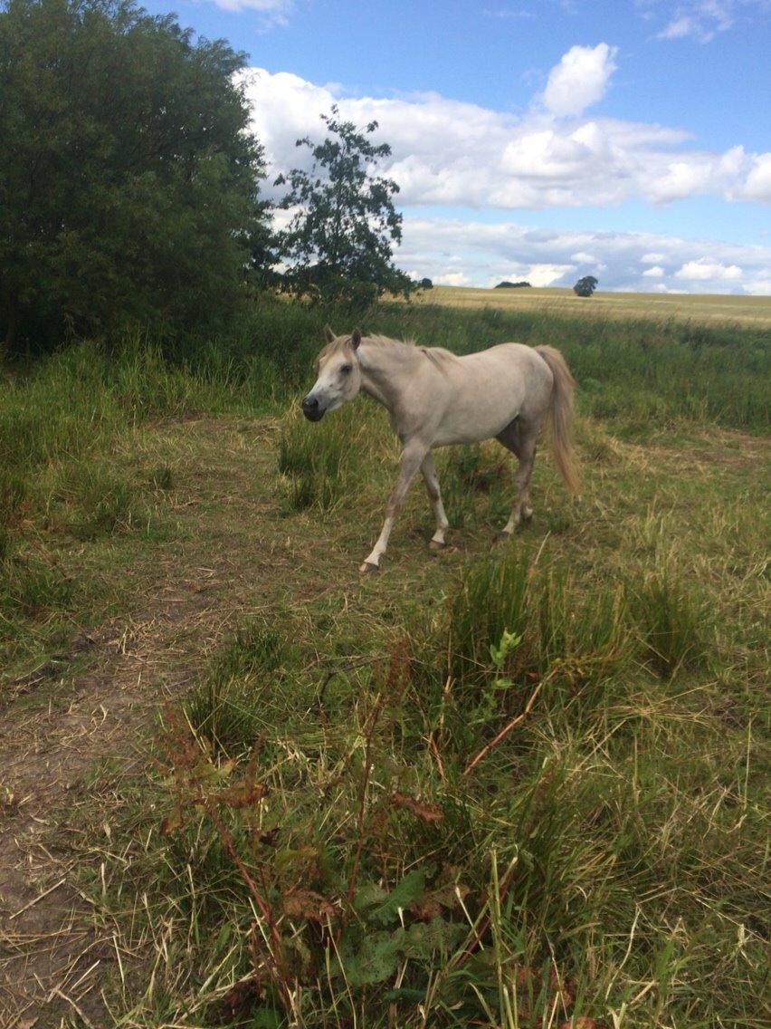 Arabisk fuldblod (OX) JBA JOANA OX -tidligere hest - JULI 2015 billede 17