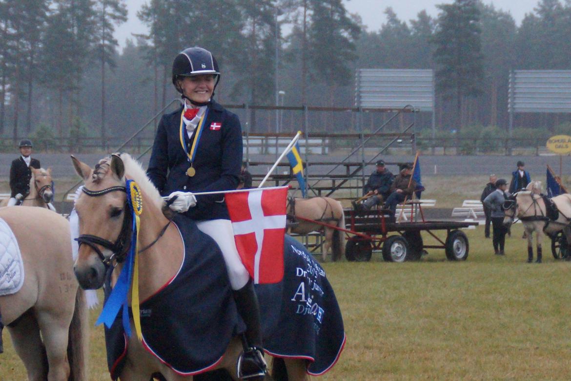 Fjordhest Håkon EM-, NM- og DM-mester samt B-pony  - Nordisk Mester juniordressur 2015 billede 6