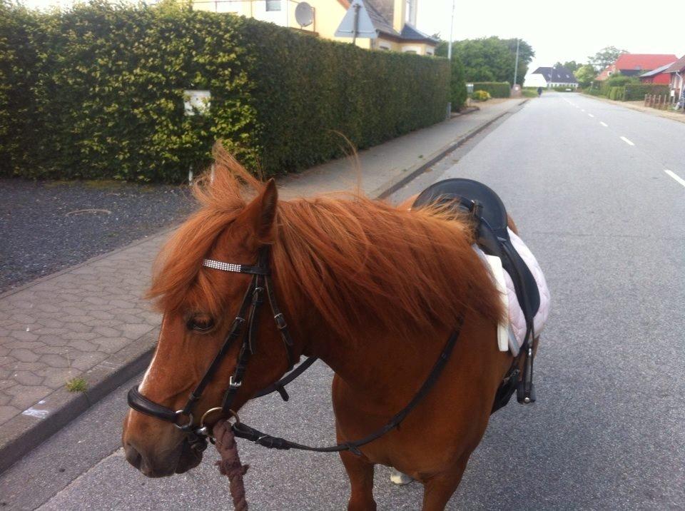 Anden særlig race Lotte billede 15