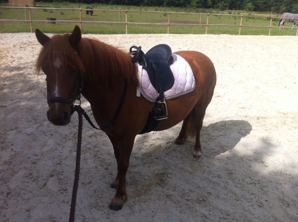 Anden særlig race Lotte billede 17