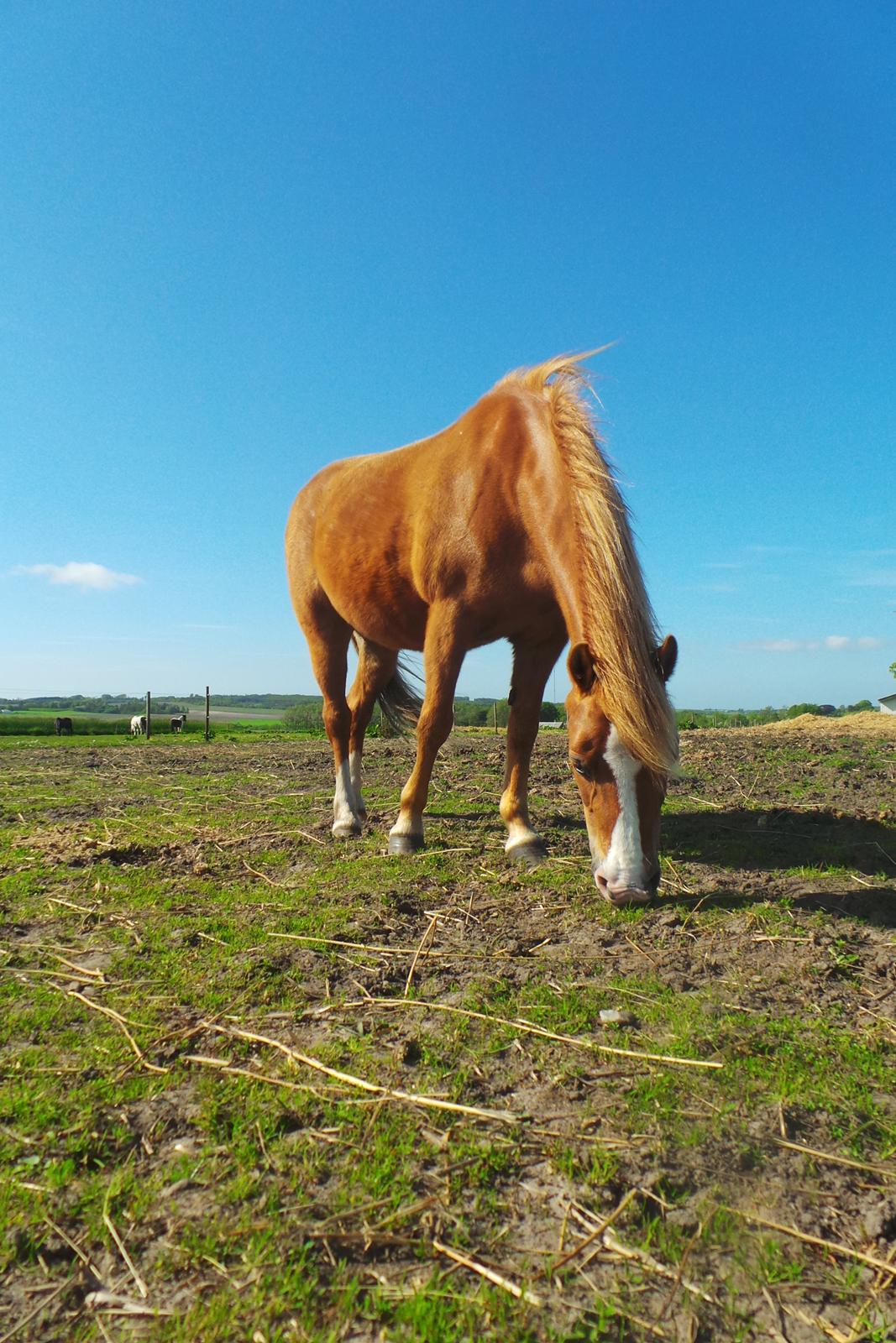 Welsh Pony (sec B) Ubbos Vera billede 2