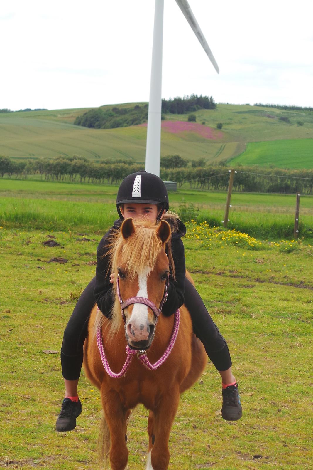 Welsh Pony (sec B) Ubbos Vera billede 3