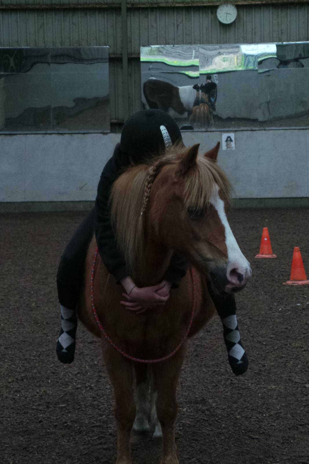 Welsh Pony (sec B) Ubbos Vera billede 7