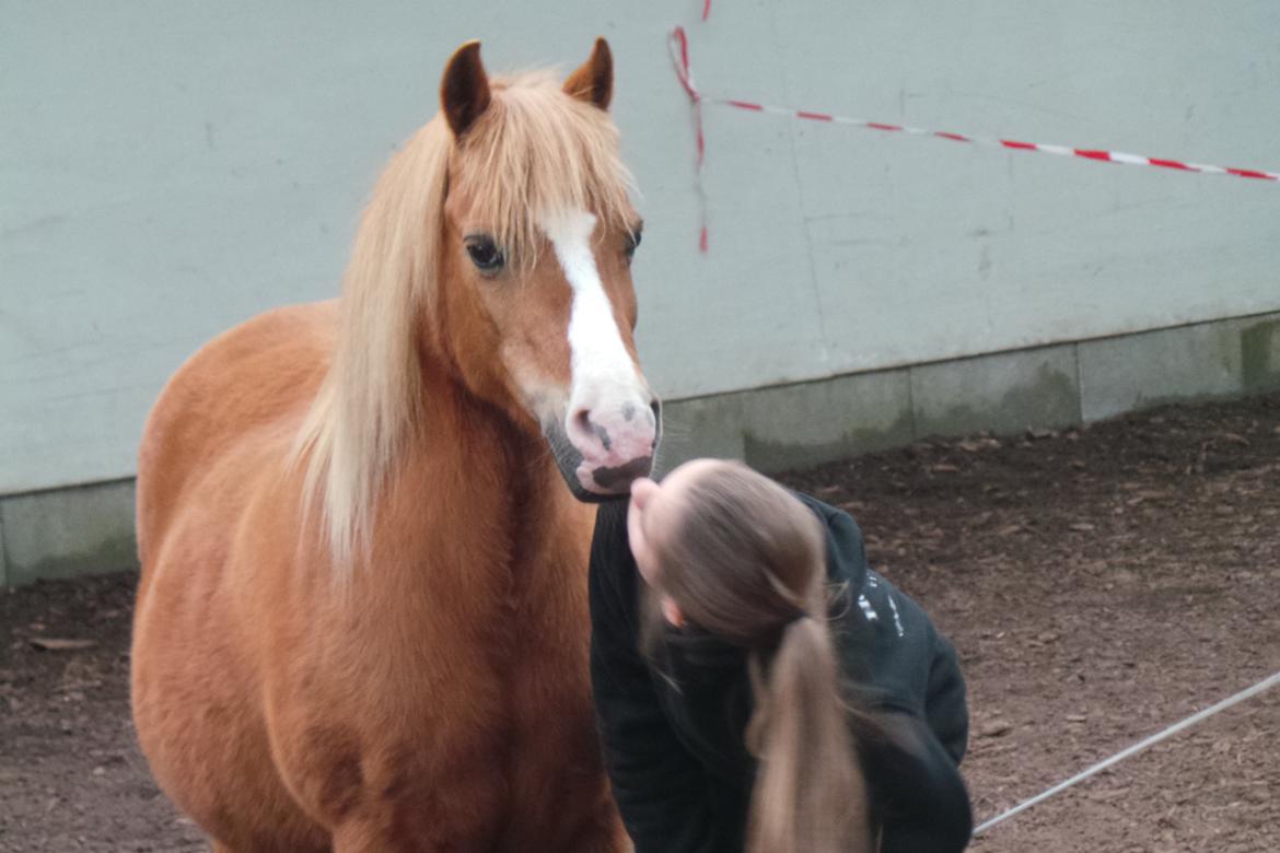 Welsh Pony (sec B) Ubbos Vera billede 10