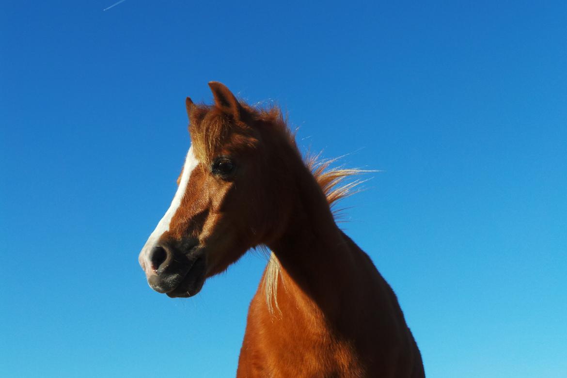 Welsh Pony (sec B) Ubbos Vera billede 13