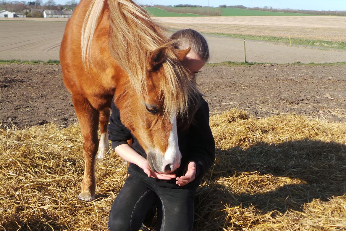 Welsh Pony (sec B) Ubbos Vera billede 14