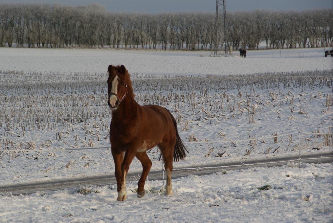 Anden særlig race Misty - Foto; Mig billede 8