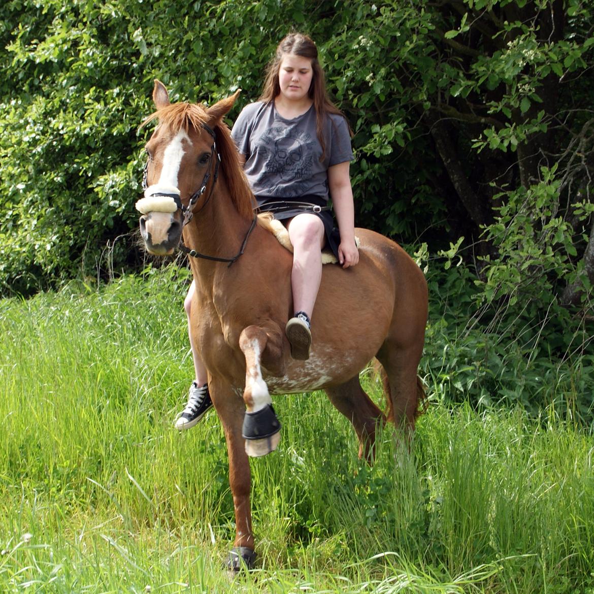 Anden særlig race Misty - Foto; Simon Nedergaard billede 6