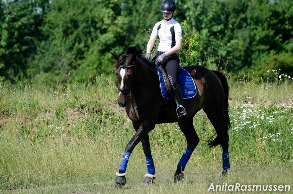 Dansk Varmblod Stald-nyborgs chantell - Chantell med tidligere ejer billede 5