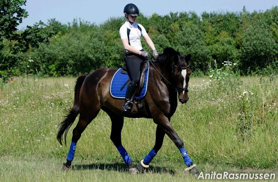 Dansk Varmblod Stald-nyborgs chantell billede 8