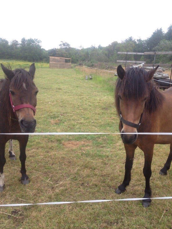 Pinto One Spot (Himmelhest) billede 11