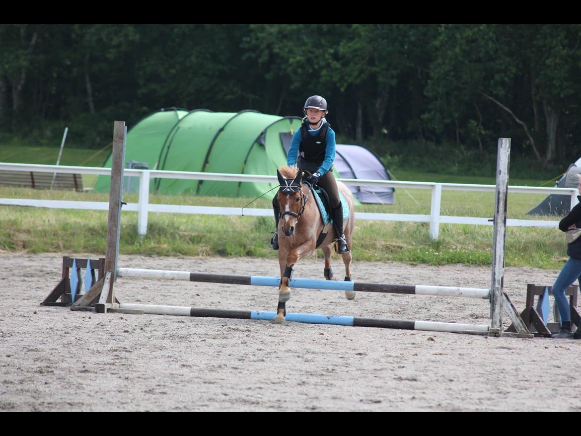 Hollandsk Sportspony Billy Boy - Spring fra ridelejer på HUR 2015 billede 18