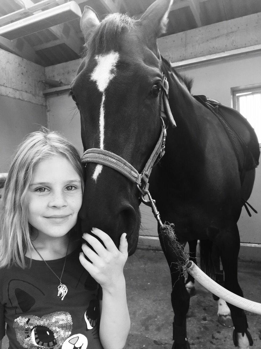 Dansk Varmblod Taylor billede 7