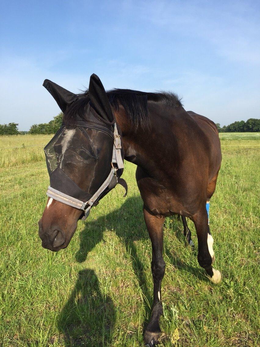 Dansk Varmblod Taylor billede 8